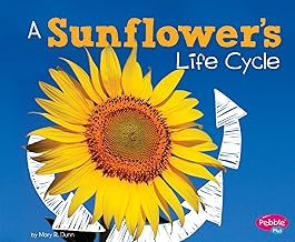 A Sunflower's Life Cycle