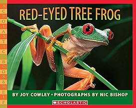 Red-Eyed Tree Frog