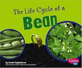 The Life Cycle of a Bean
