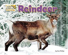 Reindeer